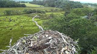 Bywyd Gwyllt Glaslyn Wildlife  Ffrwd Byw  Live Stream 2 [upl. by Imaj]