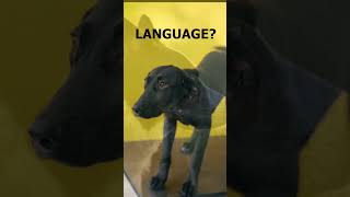 quotUnderstanding How Dogs Communicate Through Body Languagequot dogfacts dogs pets shorts [upl. by Kciredorb455]