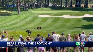 Unexpected spectators Family of bears walks across fairway during ACC golf tournament in Tahoe [upl. by Pattison88]