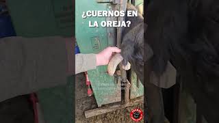 IMPRESIONANTE LO QUE LE PASÓ TIENE ESTA VACA viral granja ganado rancho [upl. by Rebmik774]