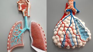 Respiratory Pathways and Their Anatomical Structures [upl. by Naharba]