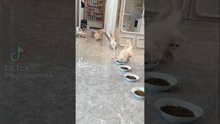 Cute Cat video cutecatviralvideoviralshortcuteanimalsfunnyforyouforyoupagemillionviews [upl. by Delfine]