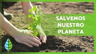 Qué es la REFORESTACIÓN y su IMPORTANCIA 🌲🌳 ¿Cómo podemos ayudar 🌏 [upl. by Harol]