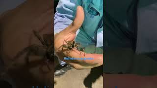 My new pet bigspider japanspider trending gagamboy wildspider [upl. by Asillim]