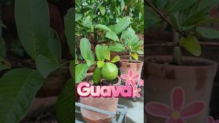 Guava at rooftop garden beautifulgarden rooftopgardenindia garden [upl. by Celinda49]