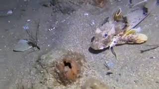 Gurnard Fish Walks Along Victoria Seabed [upl. by Goldstein]