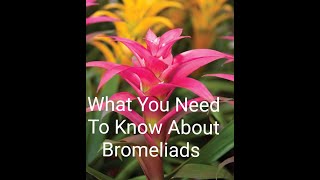 Growing A Bromeliad And How To Care For A Bromeliad Plant❤ [upl. by Bove]