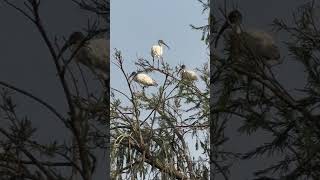 Blackheaded ibis [upl. by Aniluap174]