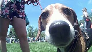 Mountain Dogs  Gopro Mountain Games 2017  Dock Dogs [upl. by Glynnis445]