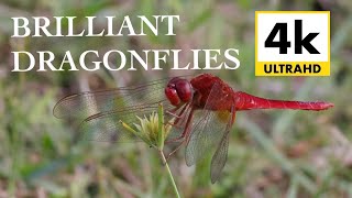 Stunning Dragonflies in 4k [upl. by Ramedlaw]