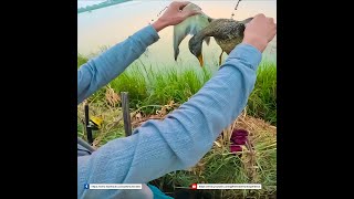 Gadwall Hen birds duckhunt birdhunting wildlife waterfowl viralvideo villagelife viralshort [upl. by Stoneham]