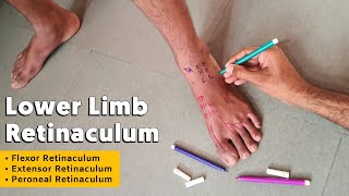 Retinaculum of Lower Limb  Flexor Extensor and Peroneal Retinaculum  TCML [upl. by Mcquoid]