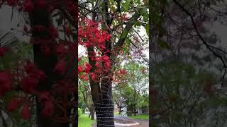 Australian flame tree Brachychiton acerifolius in bloom 20 Nov 2024 [upl. by Maurilia]