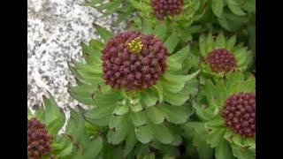 Rhodiola rosea [upl. by Ennairda]