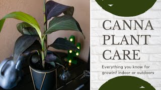 Canna Lily Complete Care Guide To Grow Indoors  Outdoors For Beginners [upl. by Hgielar]