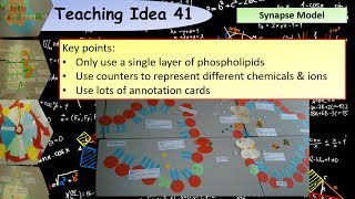 A Level Biology Modelling the synapse teaching activity [upl. by Aerbua]