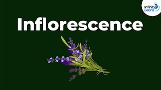 Types of Inflorescence  Morphology of Flowering Plants  Dont Memorise [upl. by Reba]