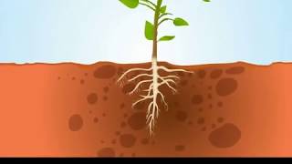 Mechanisms of uptake of mineral ions in plants [upl. by Aneeg284]