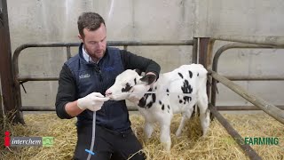 Stomach Tubing a Calf  Brilliant at the Basics [upl. by Enomsed153]