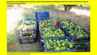 Citrus fruit pickings being prepared to be sold to the market [upl. by Hermon321]