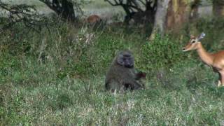 Baboon eating Baby Impala alive [upl. by Baerl]