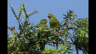 Scalybreasted Lorikeet [upl. by Gneh]