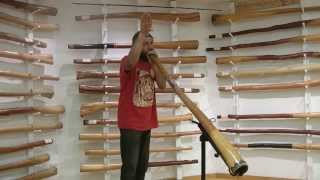 How To Imitate Animal Sounds On The Didgeridoo [upl. by Kamp]