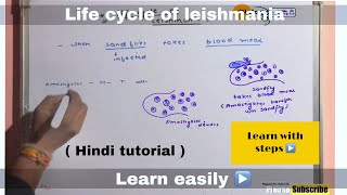 Life cycle of leishmania ll biology ll [upl. by Eniarrol]