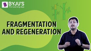 Fragmentation And Regeneration  Class 7  Learn With BYJUS [upl. by Nnyl717]