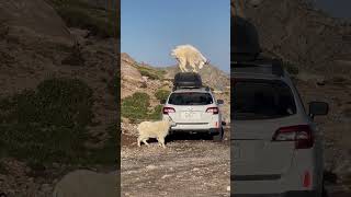 Mountain goat mounts hiker’s car 😳🐐  🎥 Viralhog [upl. by Ecirual]