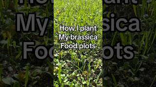 How to plant brassica food plots hunting outdoors whitetail foodplot brassica thehuntingjunkie [upl. by Schell551]