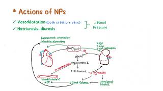 SUMMARY  Nitric Oxide amp Vasoactive Peptides Part2 [upl. by Trebornhoj]