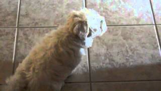 Maltipoo Puppy BARKING [upl. by Ardnaid65]