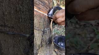 Rubber tree cutting shortvideo rubbertree rubbercutting satisfyingvideo viralvideo shorts ✨ [upl. by Assilym127]