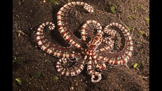 The Mimic Octopus [upl. by Saval493]