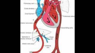 Fetal Circulation and Babys First Breath [upl. by Thibaud733]