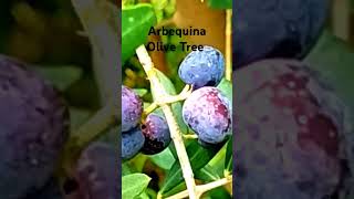 Growing Arbequina Olive zone9 gardening olivetree youtubeshorts [upl. by Itisahc]