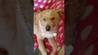 Billo Needs A Home  Sweet Fluffy Dog Looking For A Loving Home shorts dog love [upl. by Irfan]