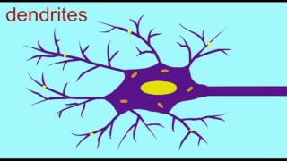 AP1 NEURON DENDRITES SOMA AXON [upl. by Schuster862]