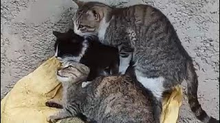 first female cat matingsounds mating cats mating three cats [upl. by Enaelem965]