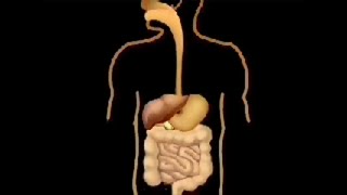 La digestion svt [upl. by Flosser]