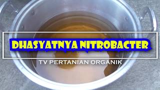 nitrobacter pupukorganik DHASYATNYA NITROBACTER UNTUK PERTANIAN ORGANIK [upl. by Wilcox]