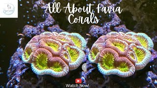 All about Favia corals [upl. by Massingill]