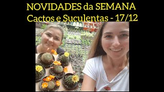 NOVIDADES da SEMANA  Cactos e Suculentas  1712 [upl. by Christan462]