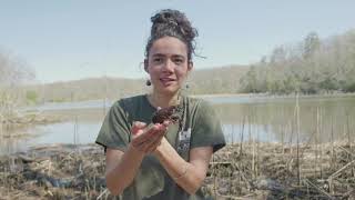 Crayfish at Mallows Bay Park [upl. by Ynohtnacram]