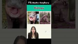 หมูเด้ง Ep2 ครูพี่หนาม Dek69 Dek68 Dek70 [upl. by Pazia685]