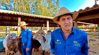 GIR LEITEIRO e GIROLANDO CONHECENDO O TRABALHO DA ESTÂNCIA TAMBURIL [upl. by Iru665]