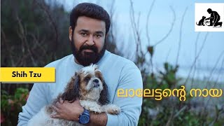 Shih tzu Malayalam review  Mohanlals Dog  Cute dogs kerala [upl. by Ham]