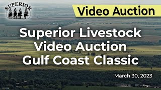 Superior Livestock Video Auction Gulf Coast Classic Day 1 [upl. by Merrell371]