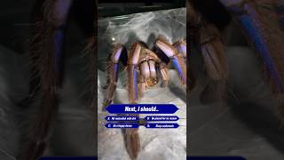 What will she do next😱😳arachnids spider tarantula spiders tarantulas insects animals wild [upl. by Aylmar]